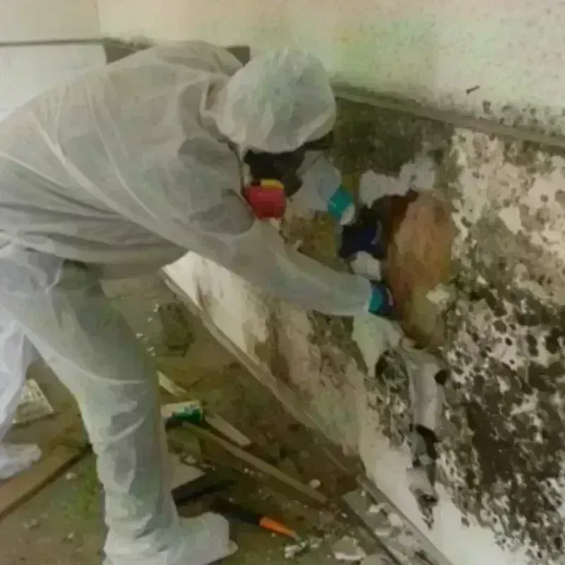 Mold Remediation and Removal in Osage, IA